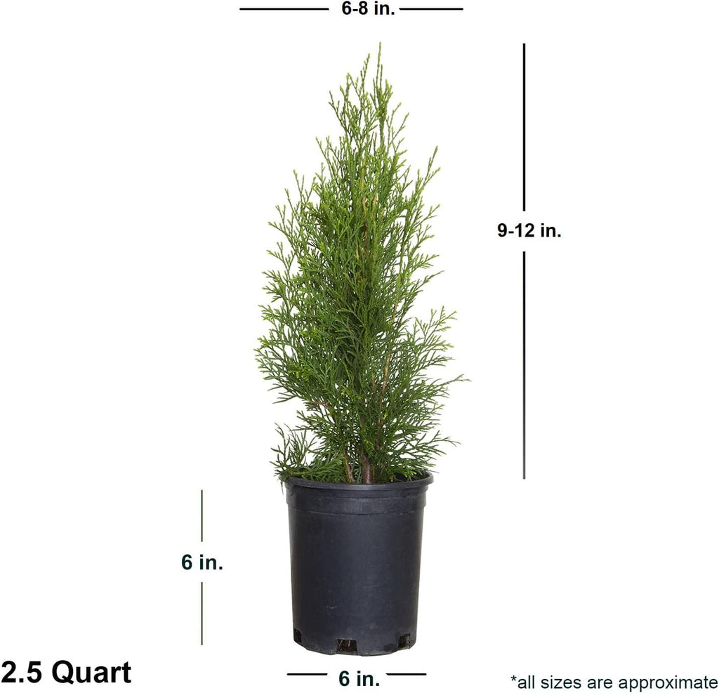 2.5 Qt Emerald Green Arborvitae Evergreen Shrub Z77672