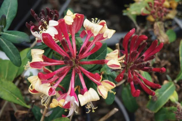 Peaches and Cream Honeysuckle Live Shrub 2.25 gal O444307