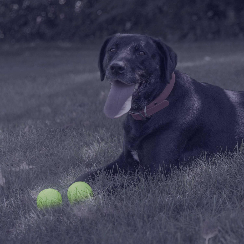 Glow Ball Dog Toys E32007