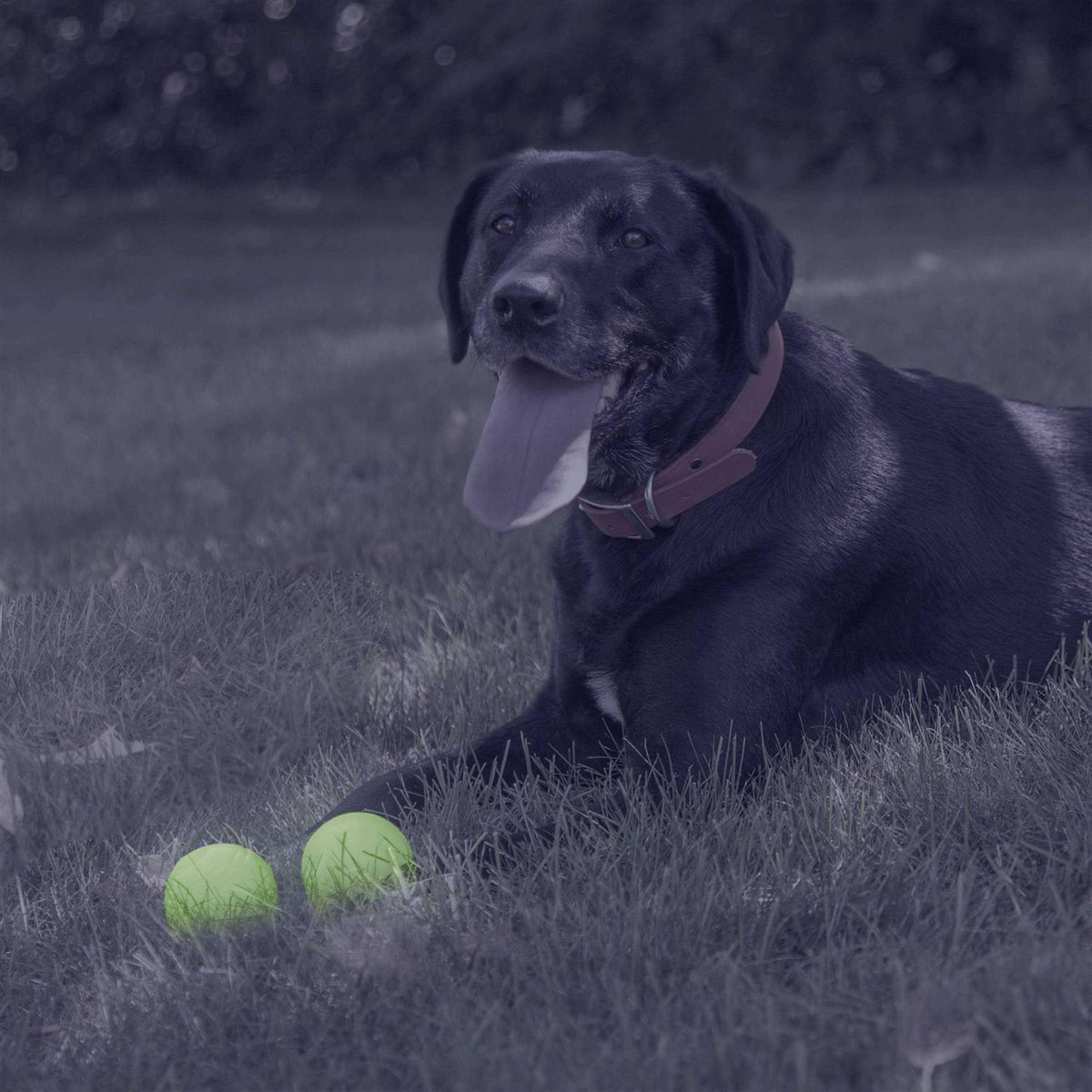 Glow Ball Dog Toys E32007
