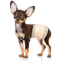 Soft Disposable Male Dog Diapers U201809