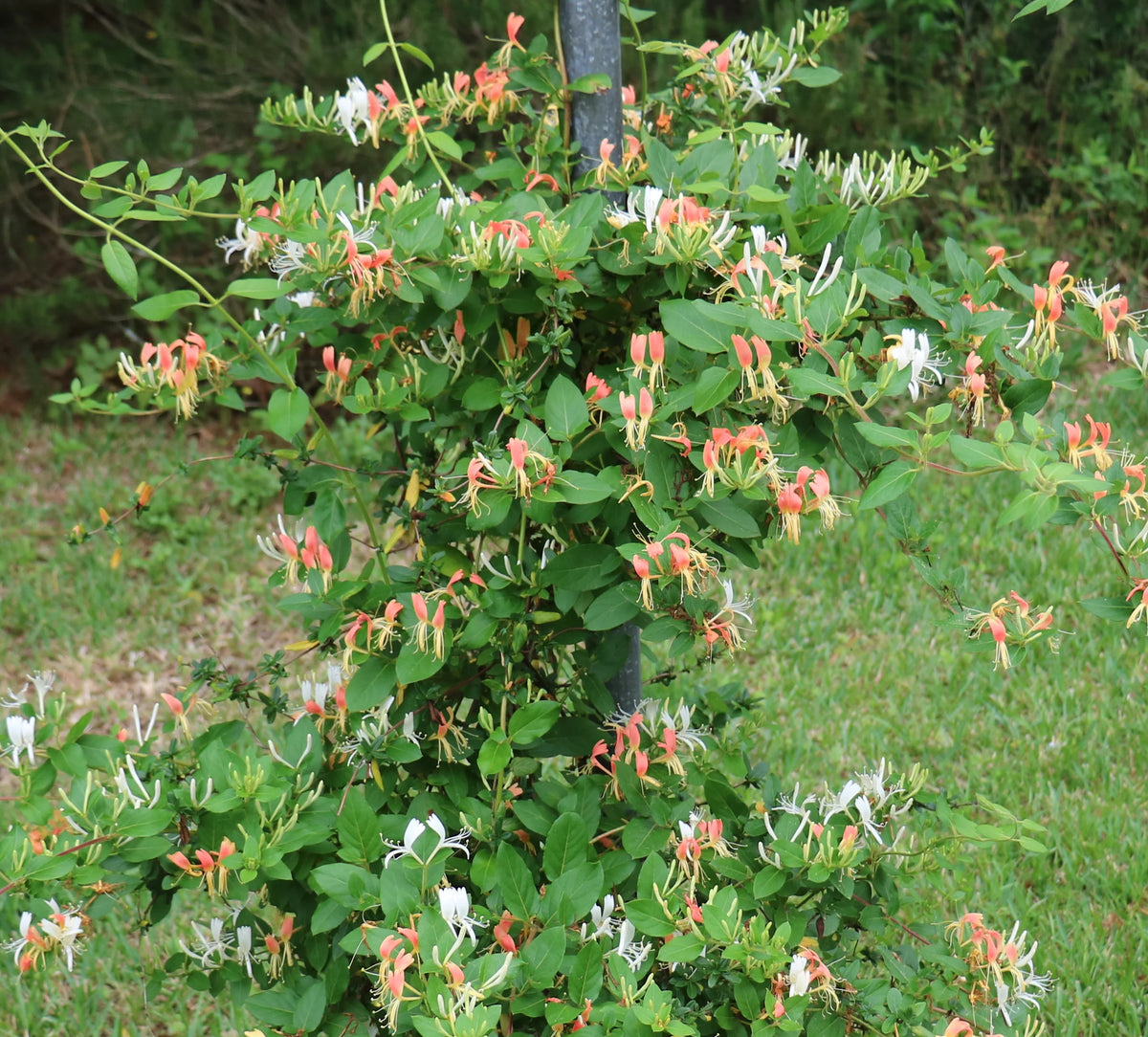 Peaches and Cream Honeysuckle Live Shrub 2.25 gal O444307