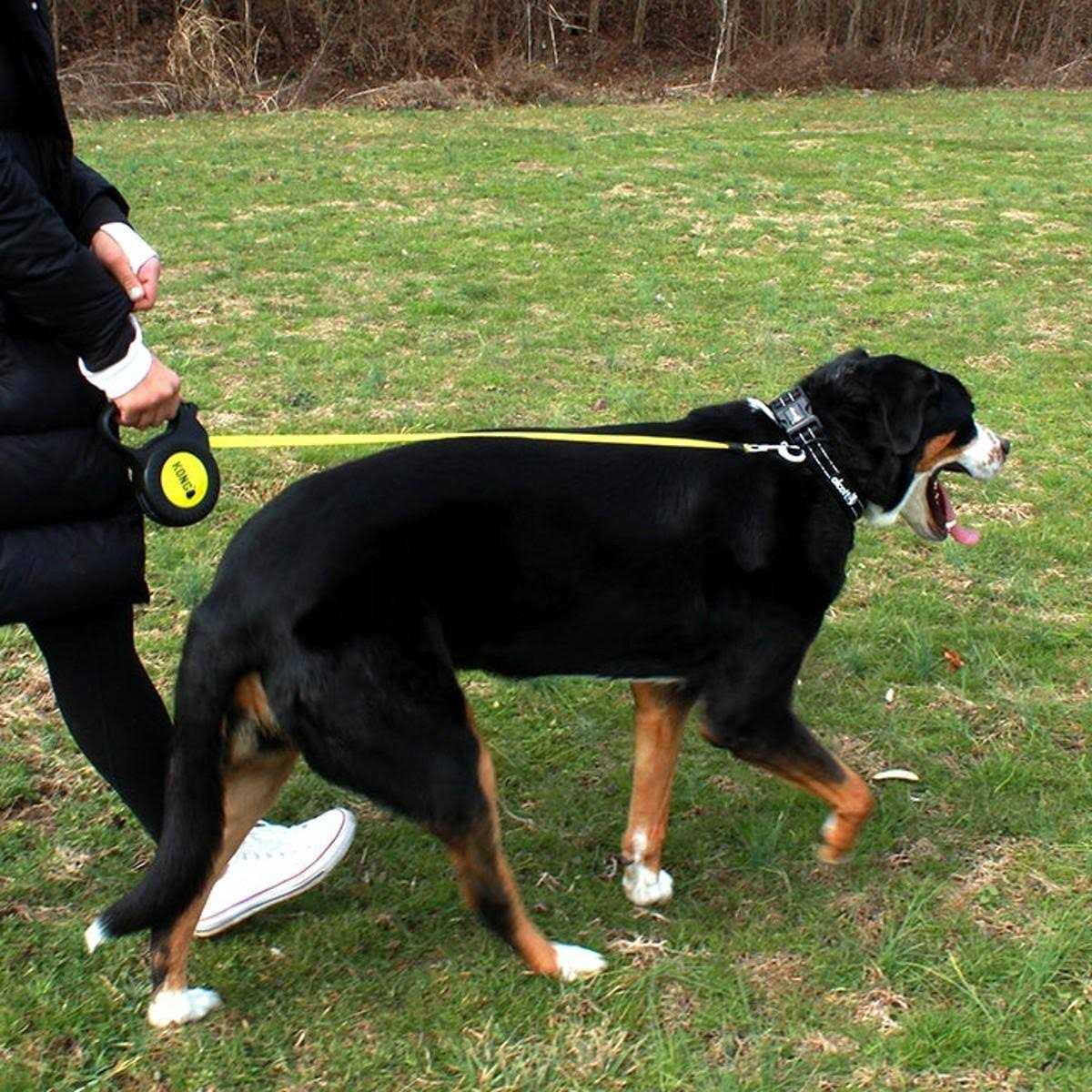 Retractable Leash I79798