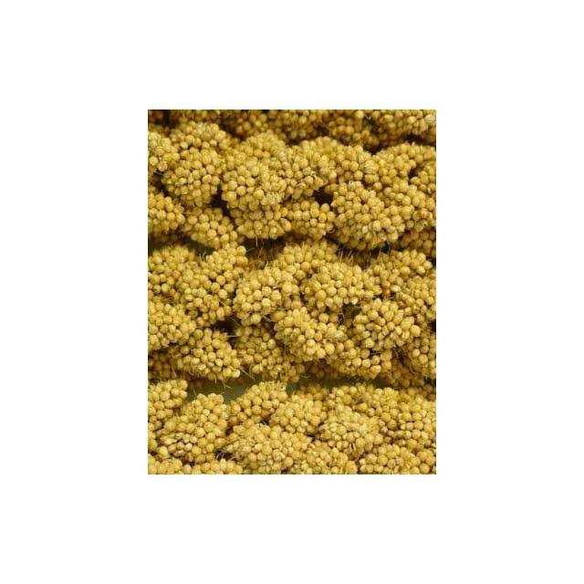 Spray Millet K885