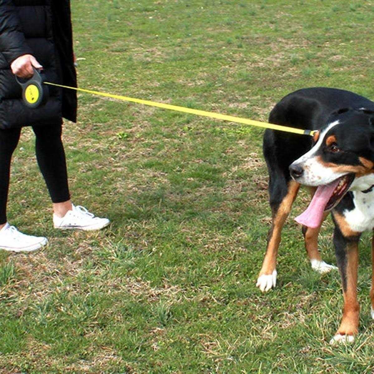 Retractable Leash I4739