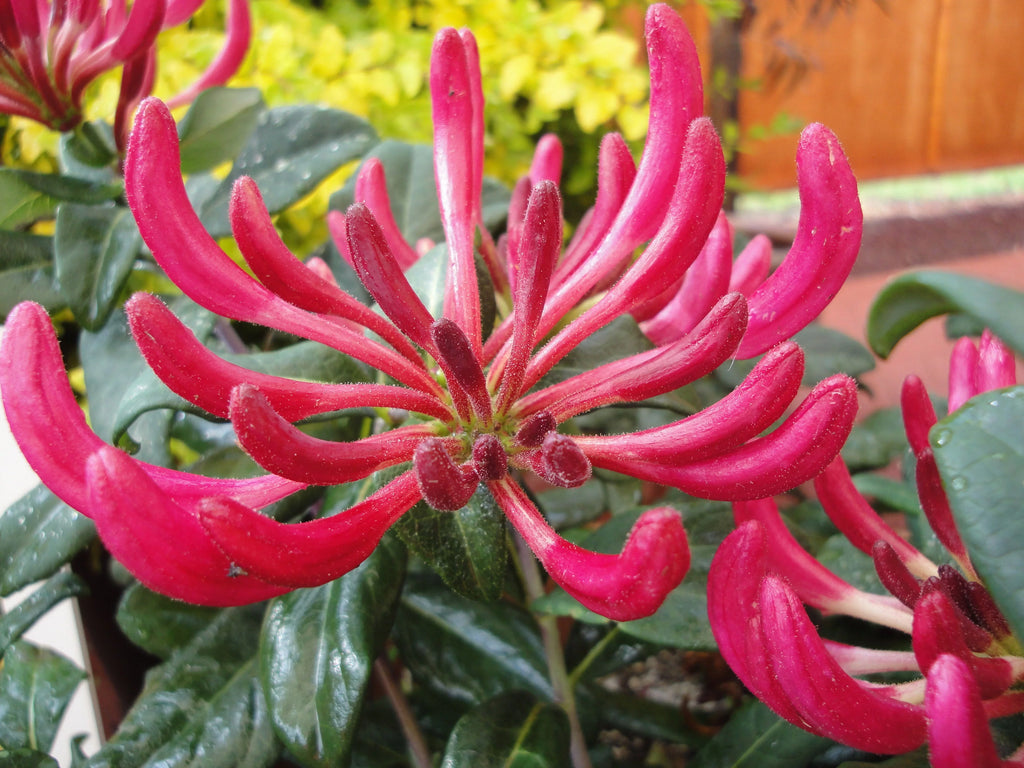 Peaches and Cream Honeysuckle Live Shrub 2.25 gal O444307