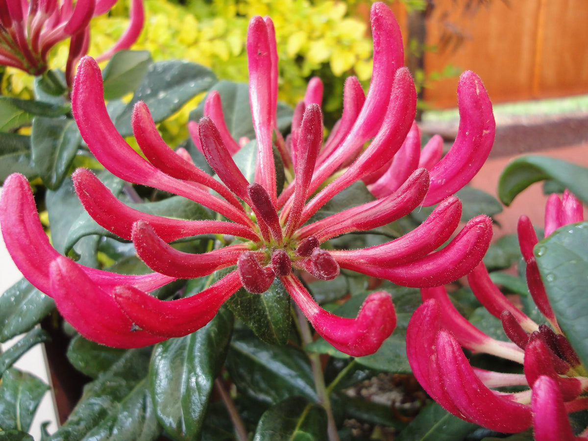 Peaches and Cream Honeysuckle Live Shrub 2.25 gal O444307