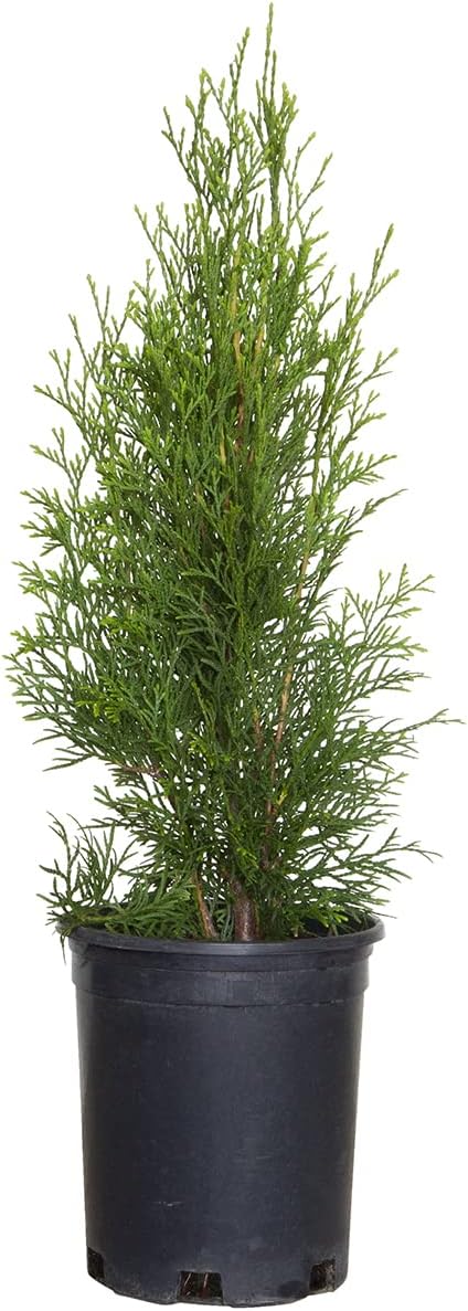 2.5 Qt Emerald Green Arborvitae Evergreen Shrub Z77672