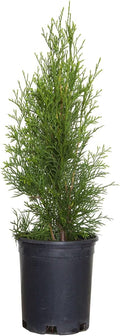 2.5 Qt Emerald Green Arborvitae Evergreen Shrub Z77672