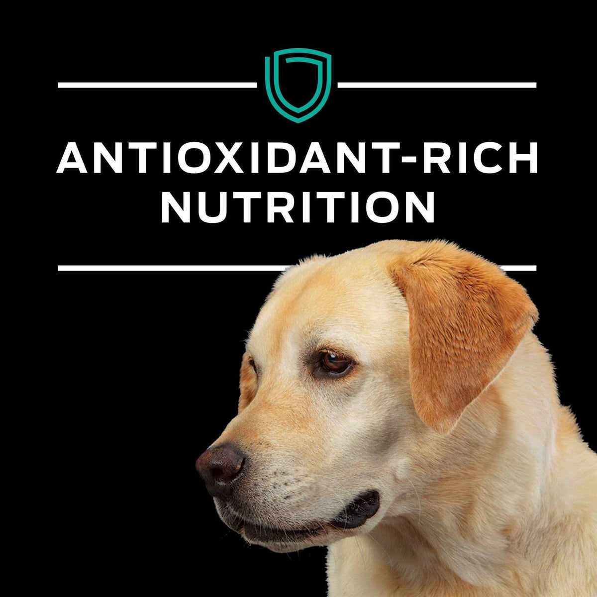 Gastroenteric Formula Dry Dog Food U276240