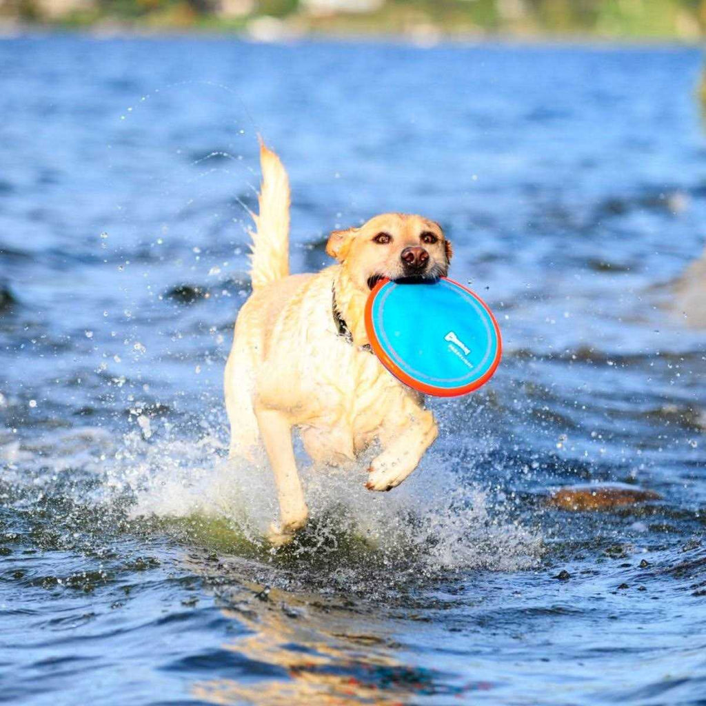 Dog Toy H1601