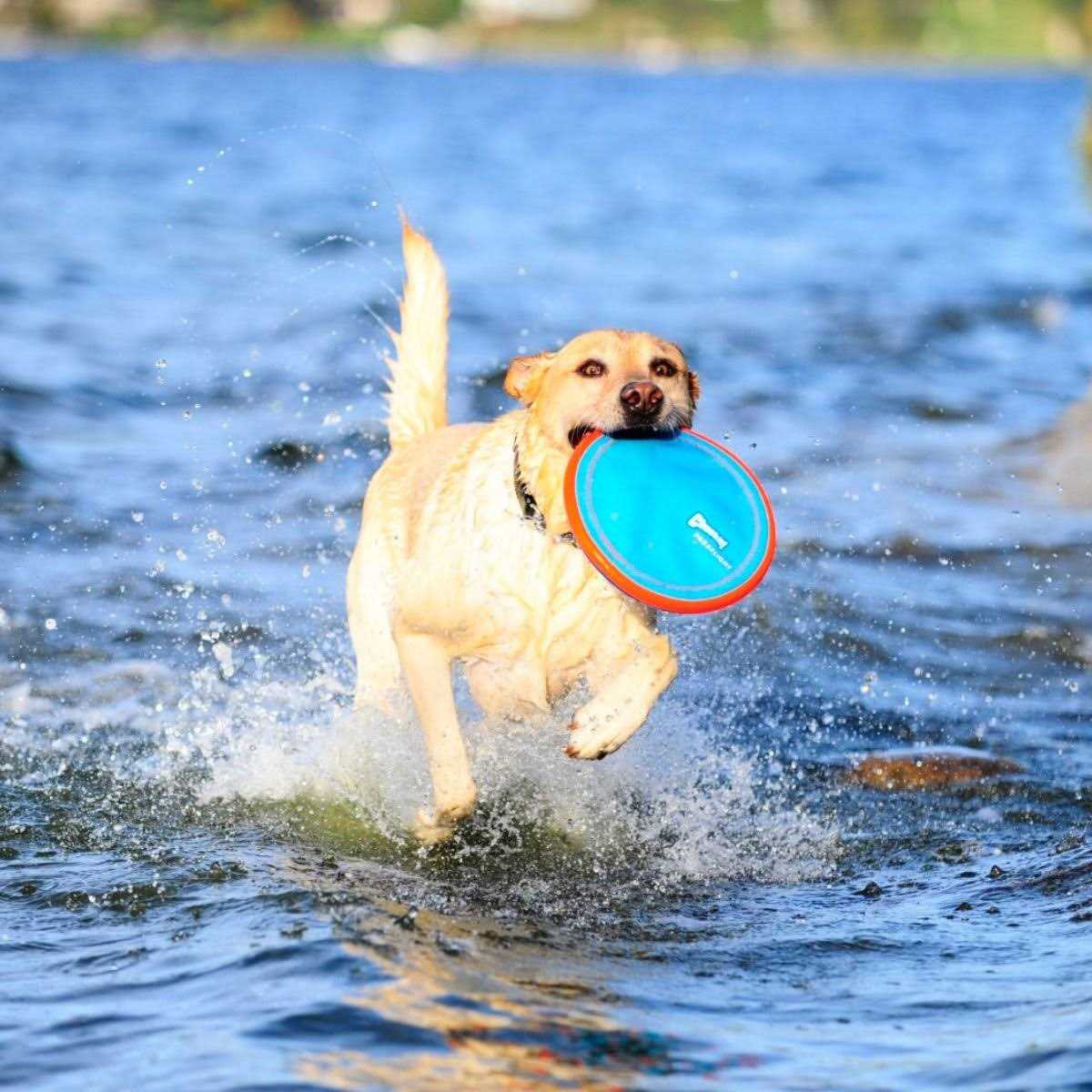 Dog Toy H1601