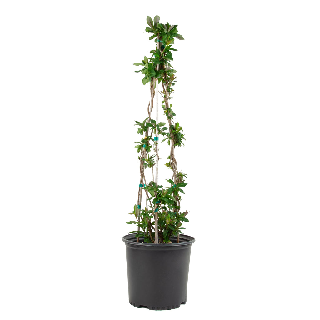 Peaches and Cream Honeysuckle Live Shrub 2.25 gal O444307