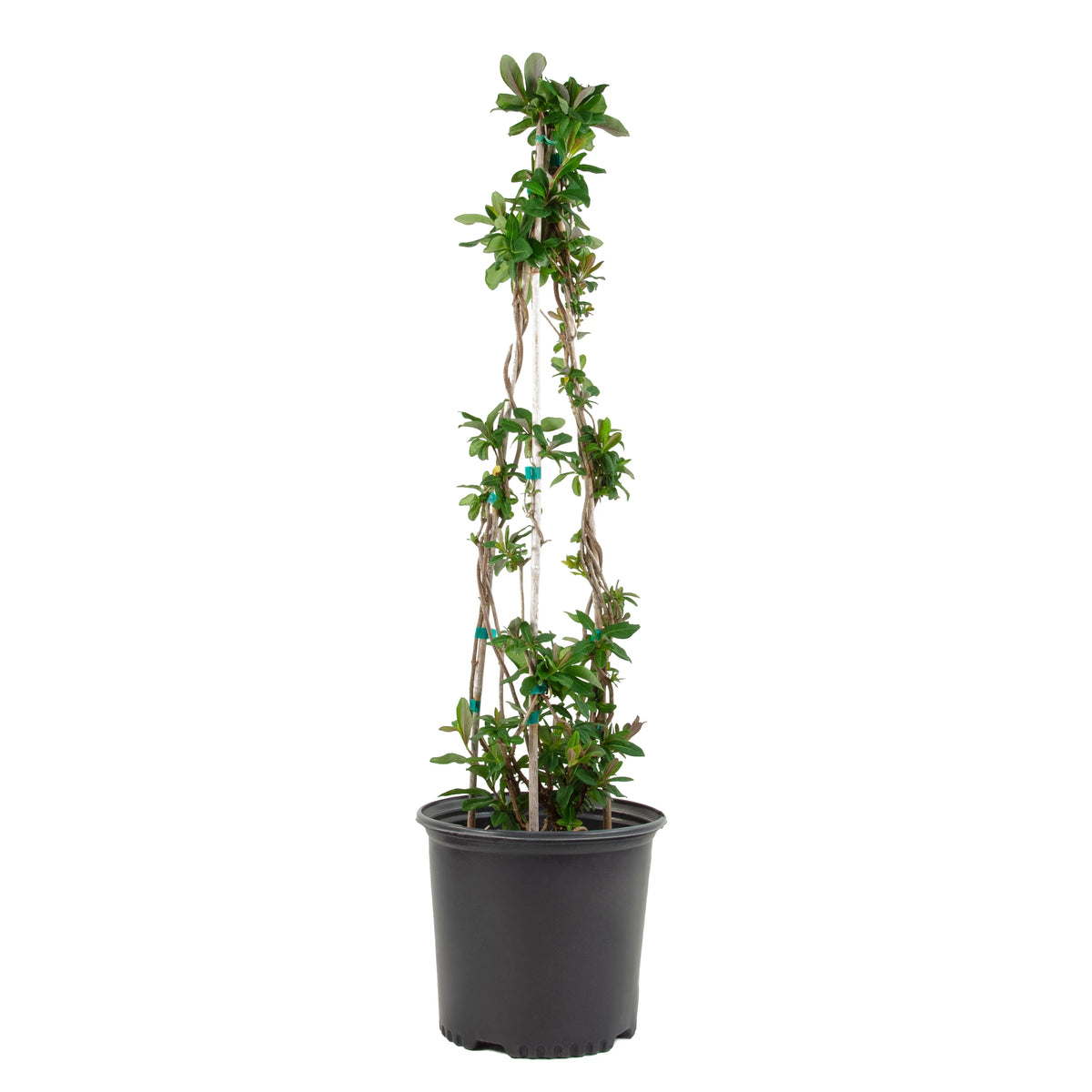 Peaches and Cream Honeysuckle Live Shrub 2.25 gal O444307