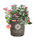 Peaches and Cream Honeysuckle Live Shrub 2.25 gal O444307