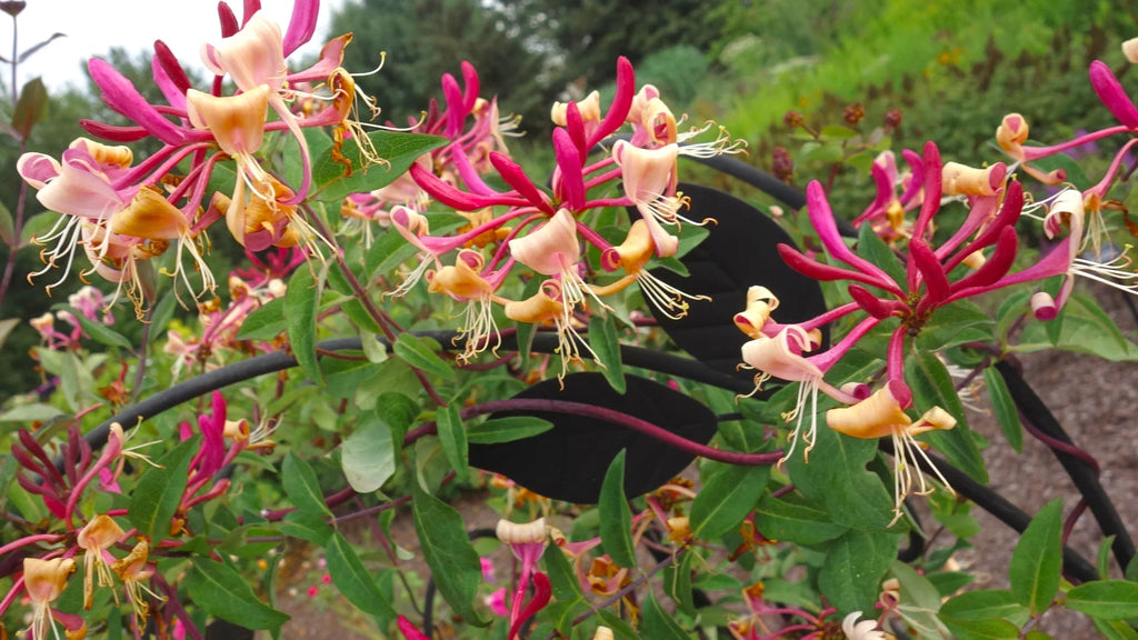 Peaches and Cream Honeysuckle Live Shrub 2.25 gal O444307