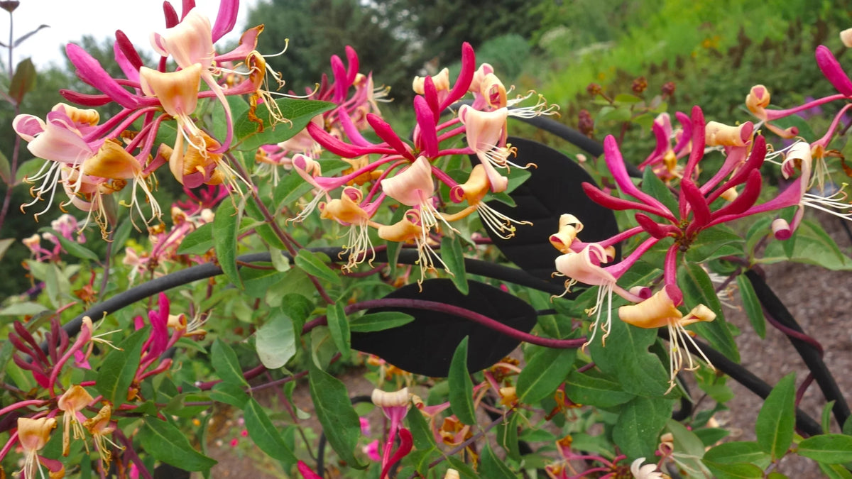 Peaches and Cream Honeysuckle Live Shrub 2.25 gal O444307