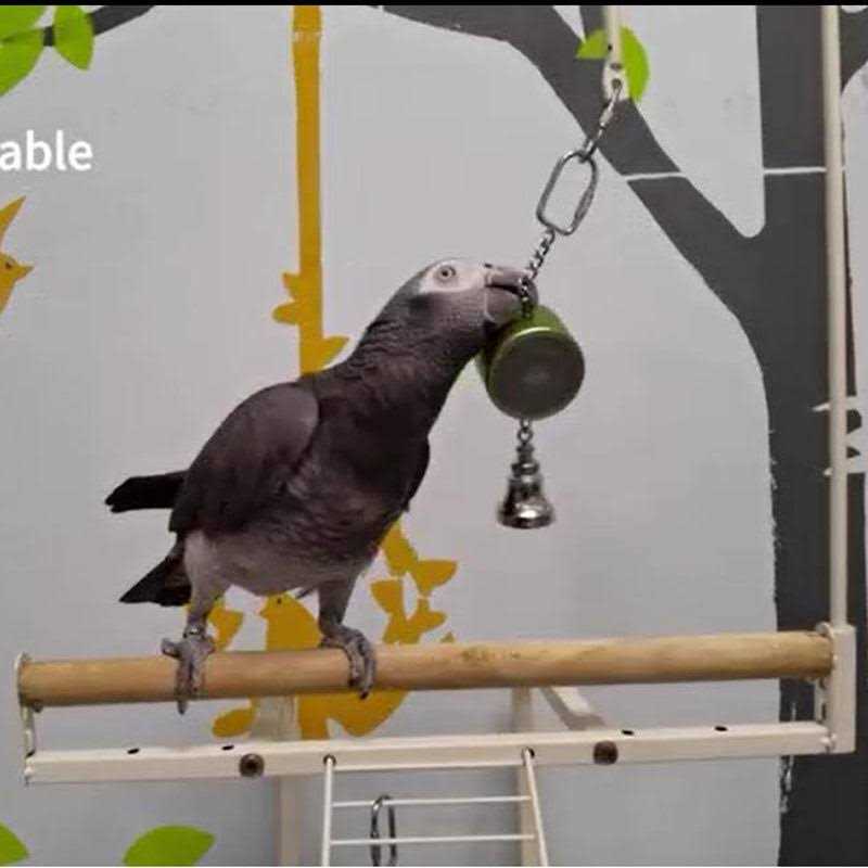 Parrot Toy Z99283